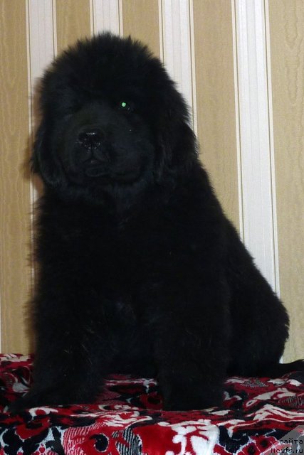 Фото: ньюфаундленд Белли Бёрд