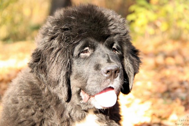 Фото: ньюфаундленд Икона Стиля