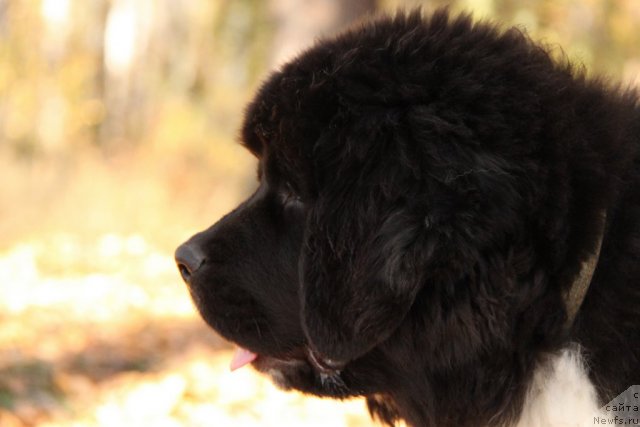 Фото: ньюфаундленд Икона Стиля