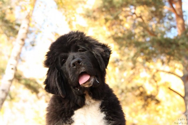 Фото: ньюфаундленд Икона Стиля