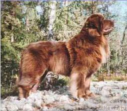 Фото: ньюфаундленд Galbybygdas Deep Brown Casanovason