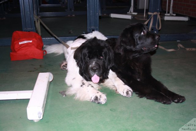 Фото: ньюфаундленд Супер Бизон Батон, ньюфаундленд Супер Премиум Жани Моник