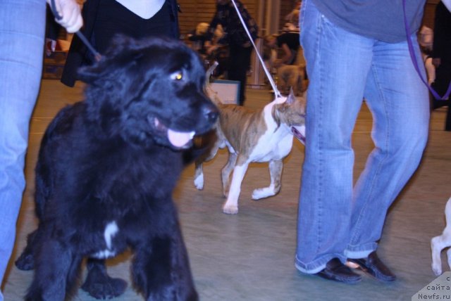 Фото: ньюфаундленд Супер Премиум Жани Моник