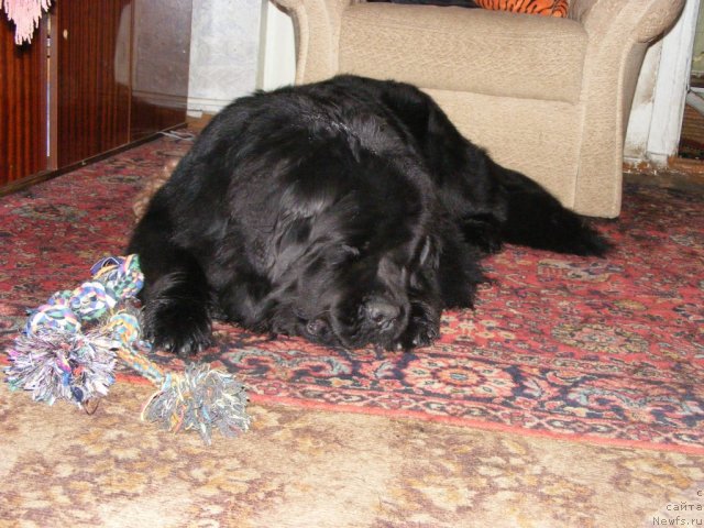 Фото: ньюфаундленд Их Высочество Вилбарт Мирэй