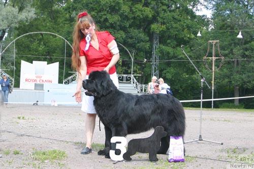 Фото: ньюфаундленд Смигар Иеремия Ивент Магик (Smigar Ieremiya Ivent Magik)