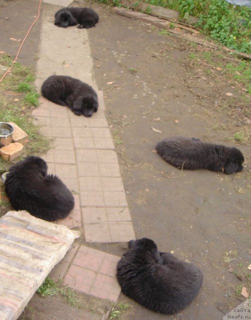 Фото: Дар СвеЗы щенки_улица ньюфов