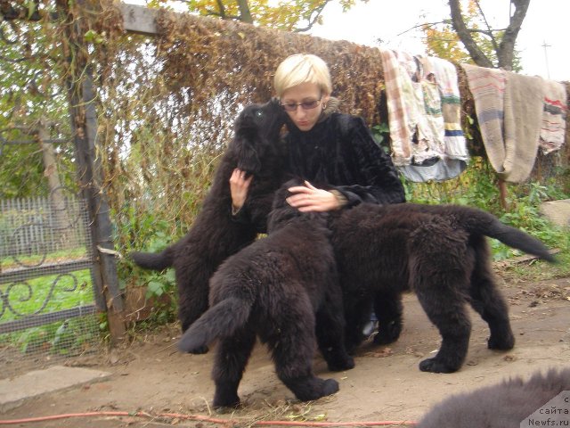 Фото: Дар СвеЗы щенки_улица ньюфов_гости