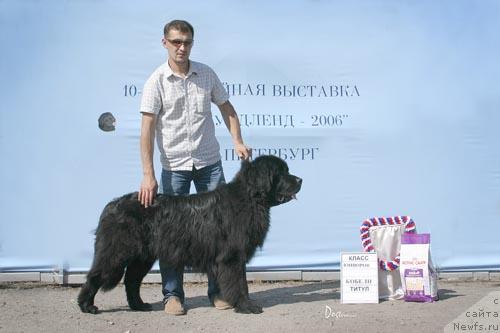 Фото: ньюфаундленд Лови Момент Удачи