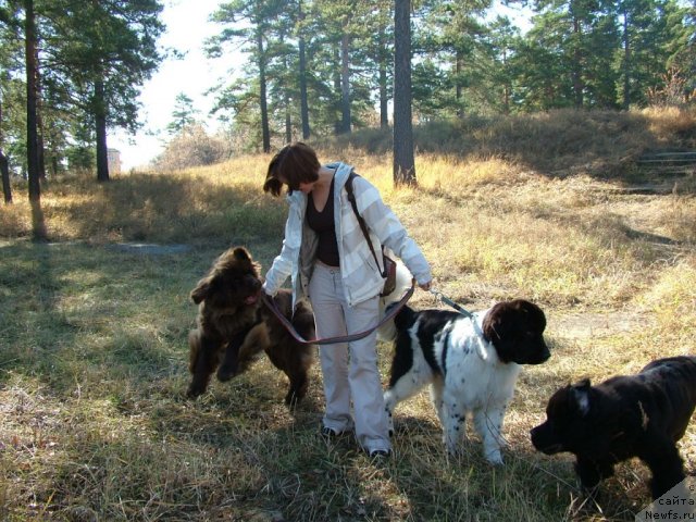 Фото: ньюфаундленд Мега Стар из Аркаима, ньюфаундленд Питерньюф Продижи (Piternyuf Prodigy), ньюфаундленд Ценитель Прекрасного из Аркаима
