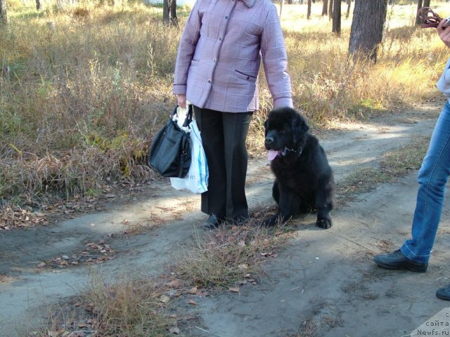 Фото: ньюфаундленд Ценитель Прекрасного из Аркаима