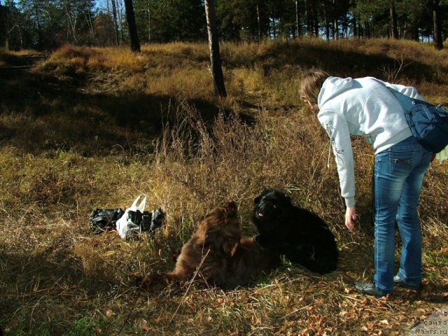 Фото: ньюфаундленд Мега Стар из Аркаима, ньюфаундленд Ценитель Прекрасного из Аркаима