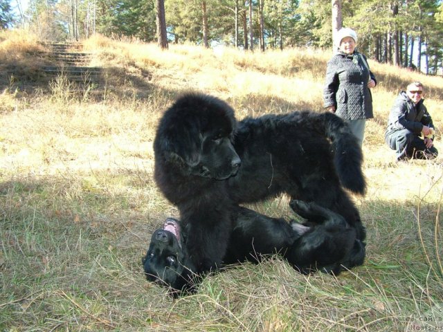 Фото: ньюфаундленд Акватория Келвин Максим, ньюфаундленд Ценитель Прекрасного из Аркаима