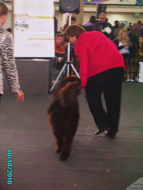 Фото: ньюфаундленд Кокетка от Чаннел из Медвежьего Яра, Наталья Гостюхина