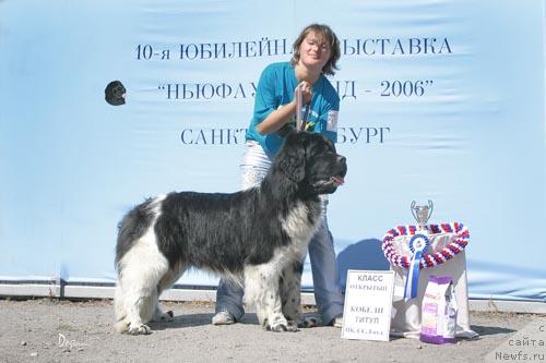Фото: ньюфаундленд Смигар Жоан Премьер