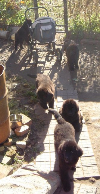 Фото: Дар СвеЗы щенки_улица ньюфов