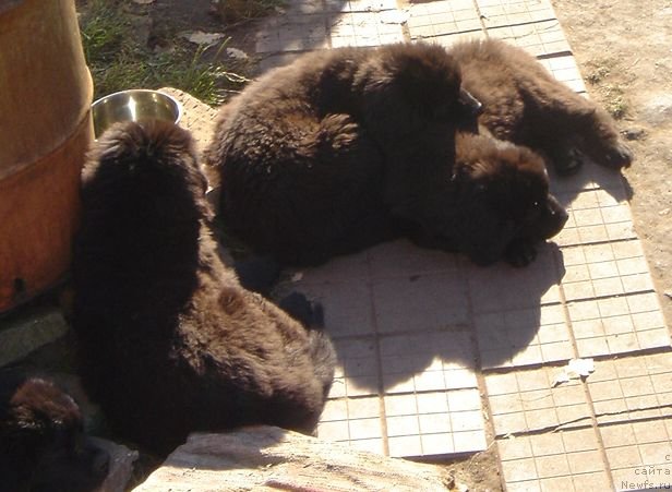 Фото: Дар СвеЗы щенки_улица ньюфов_тихий час