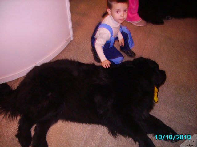 Фото: ньюфаундленд Акватория Келвин Зазноба (Aquatoriya Kelvin Zaznoba), Славяшка Нистратов