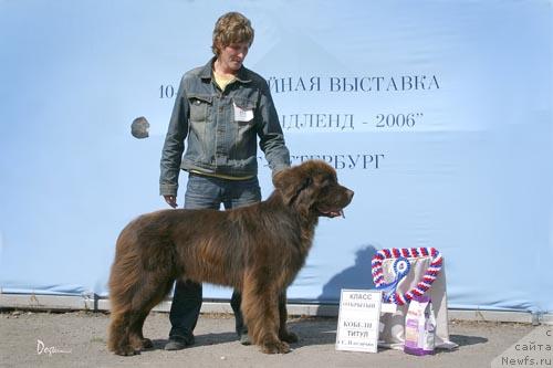 Фото: ньюфаундленд Смигар Яндекс Точка Ру