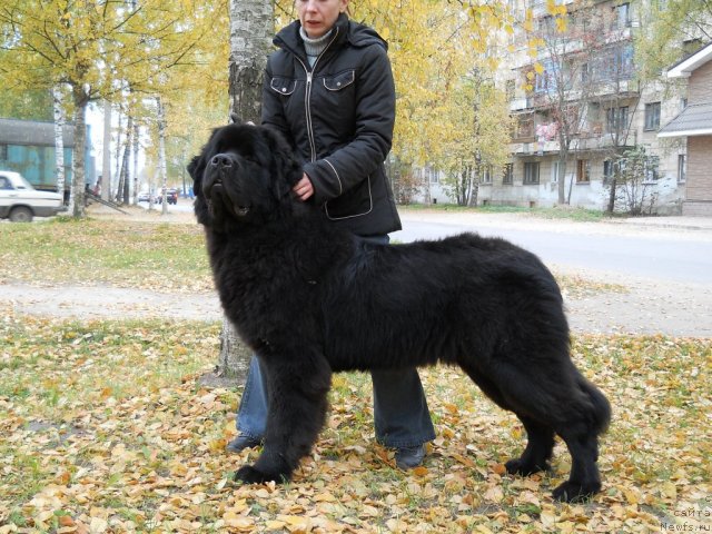 Фотография № 51481