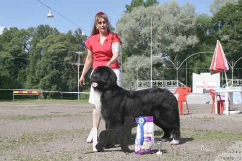 Фото: ньюфаундленд Bartez Beliy