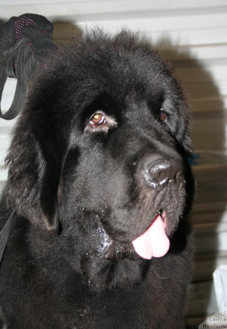 Фотография № 51495