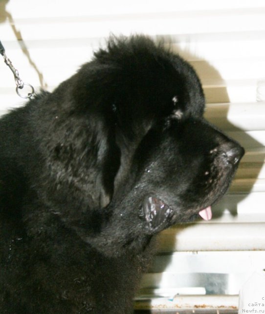 Фото: ньюфаундленд Бегущая по Волнам Схоу Муст Го Он (Beguschaya po Volnam Show Must Co On)