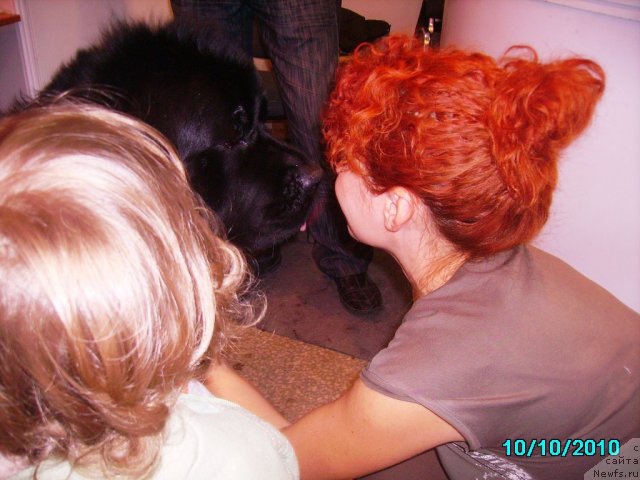 Фото: Ирина Нистратова, ньюфаундленд Акватория Келвин Зазноба (Aquatoriya Kelvin Zaznoba)