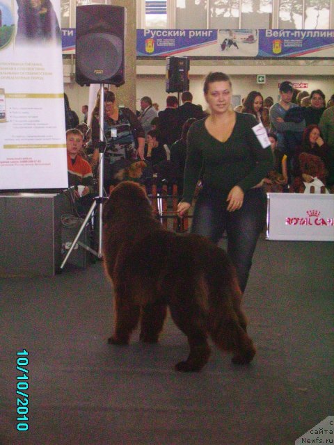 Фото: ньюфаундленд Командор из Медвежьего Яра