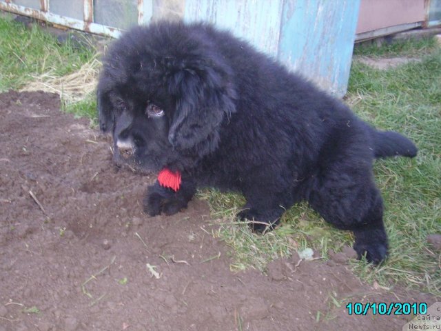 Фото: ньюфаундленд Их Высочество Владлена Маджикс