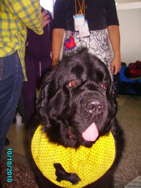 Фото: ньюфаундленд Акватория Келвин Зазноба (Aquatoriya Kelvin Zaznoba)