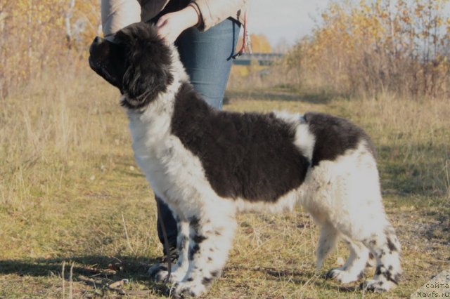 Фото: ньюфаундленд Аквиан Сонг Зес Трибьют ту Фешен