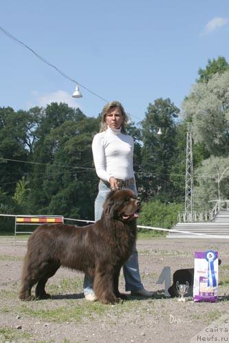 Фото: ньюфаундленд Ais Cream Ambassador