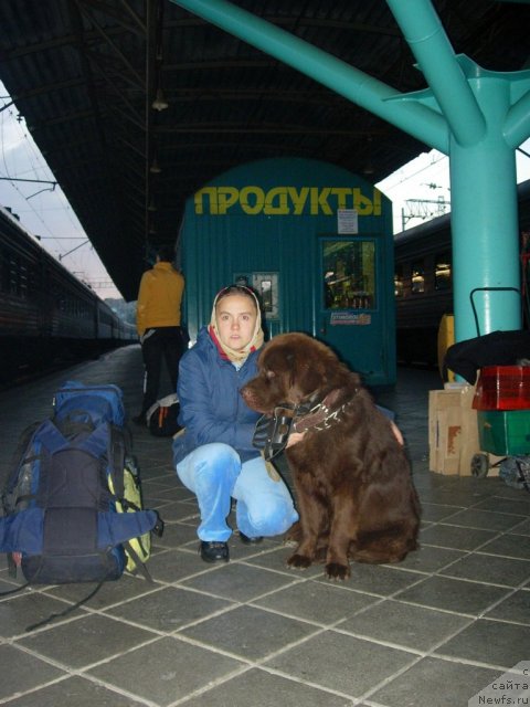 Фото: Диана Ларина, ньюфаундленд Конфуций