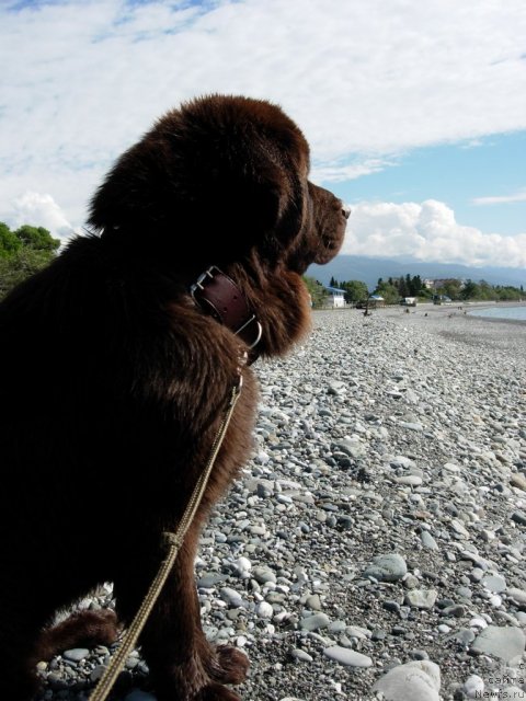 Фото: ньюфаундленд Конфуций