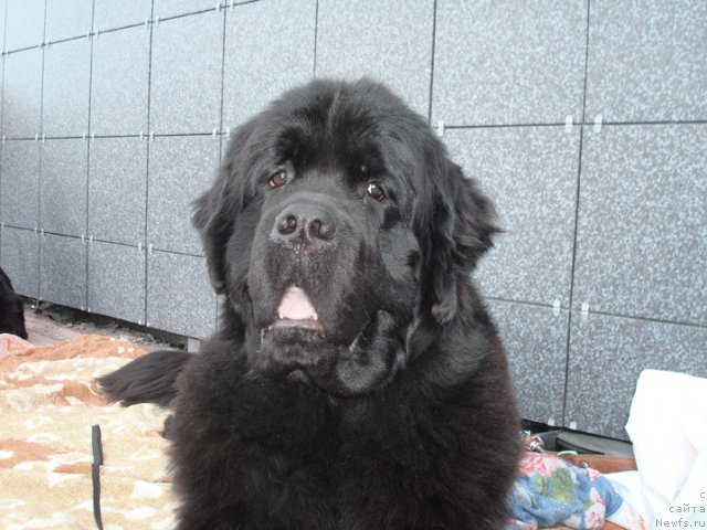 Фотография № 51527