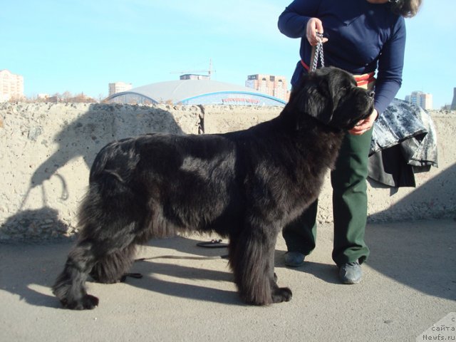 Фото: ньюфаундленд Ефросинья из Царства Медведей