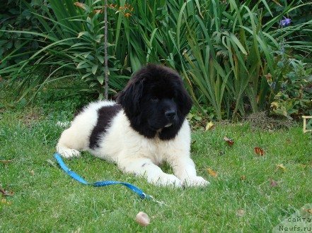 Фото: ньюфаундленд Ламбрекен  из Медвежьего Яра