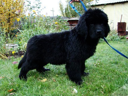 Фото: ньюфаундленд Наварро Дэлюкс из Медвежьего Яра