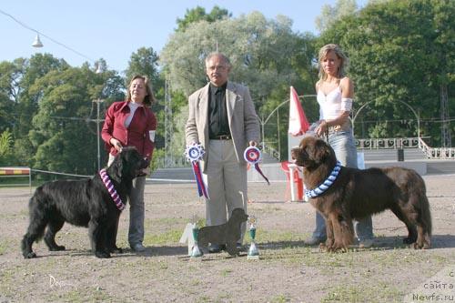 Фото: ньюфаундленд Thickish Newfoundland Monnalisadellagioconda, ньюфаундленд Ais Cream Ambassador