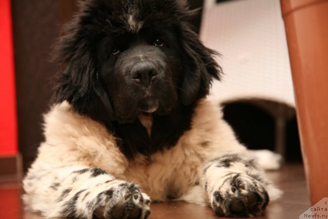 Фото: ньюфаундленд Аквиан Сонг Зеро Гравити (Akvian Song Zero Graviti)