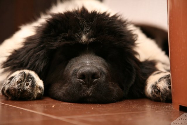 Фото: ньюфаундленд Аквиан Сонг Зеро Гравити (Akvian Song Zero Graviti)