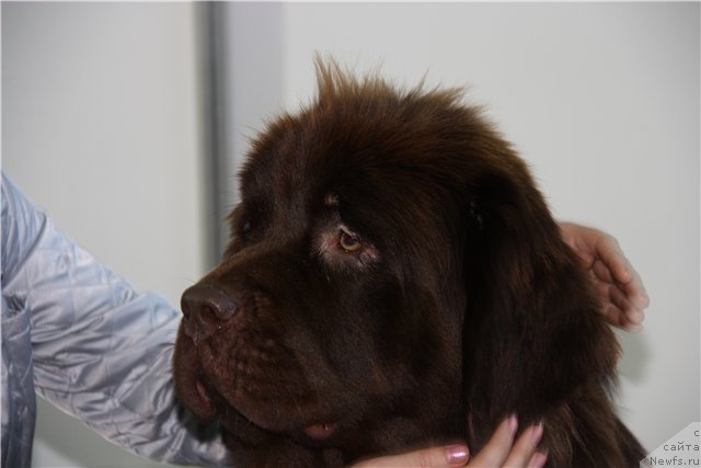 Фото: ньюфаундленд Кокетка от Чаннел из Медвежьего Яра