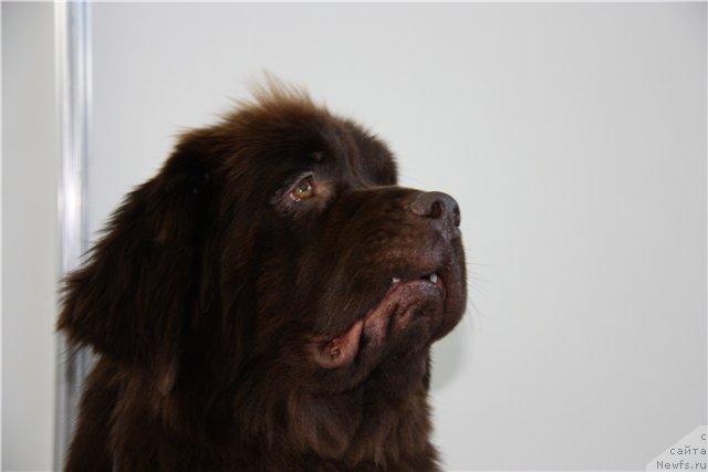 Фото: ньюфаундленд Кокетка от Чаннел из Медвежьего Яра