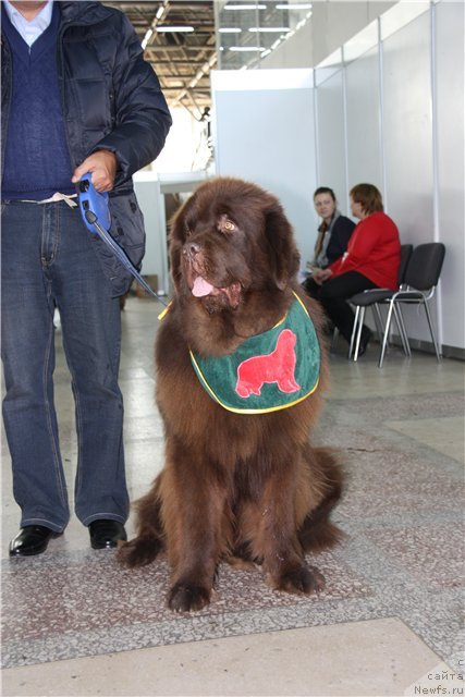 Фото: ньюфаундленд Командор из Медвежьего Яра
