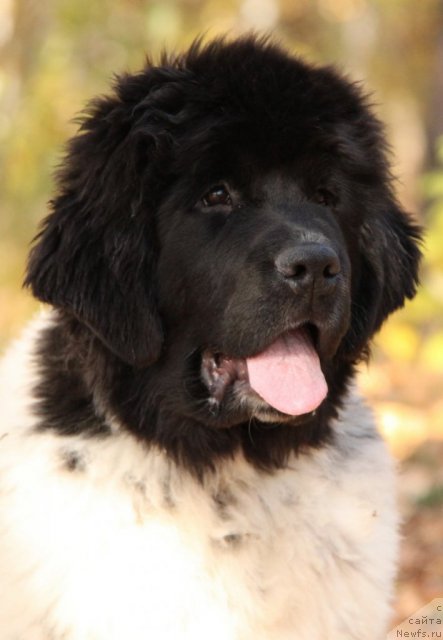 Фото: ньюфаундленд Аквиан Сонг Зиппи Панда