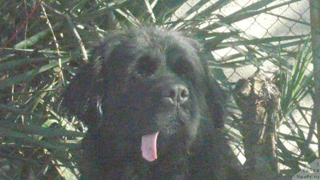 Фото: ньюфаундленд Юнона из Золотого Треугольника