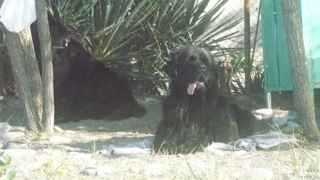 Фото: ньюфаундленд Юнона из Золотого Треугольника