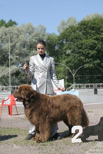 Фото: ньюфаундленд Смигар Назарет (Smigar Nazareth)