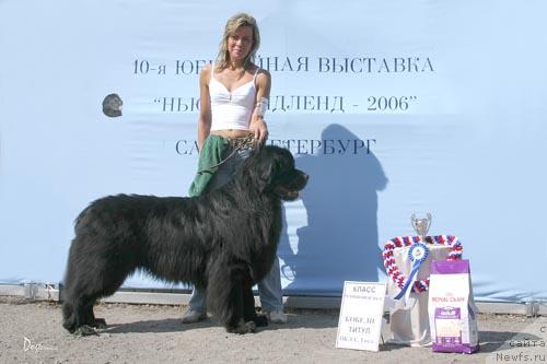 Фото: ньюфаундленд Виват Вялiкi Мядзведзь (Vivat Vialiki Miadzvedz)