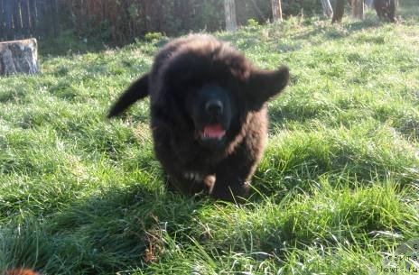 Фото: ньюфаундленд Ньюфорт Настоящий Мачо